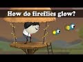 How do fireflies glow? | #aumsum #kids #science #education #children
