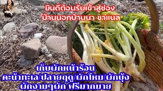 เก็บผักหน้าร้อน#คะน้าทะเล ปลายฤดู ผักโหม ผักบุ้ง #เก็บผักผลไม้ต่างแดน ผักงามๆผักฟรีมากมาย#strandkål