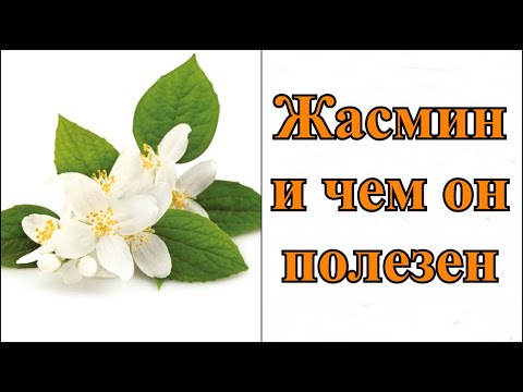 Жасмин - чем он полезен? И кому он противопоказан