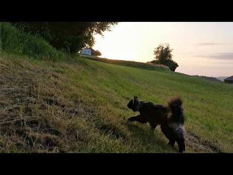 Norwegian Forest Cat: A special kind of climbing competition