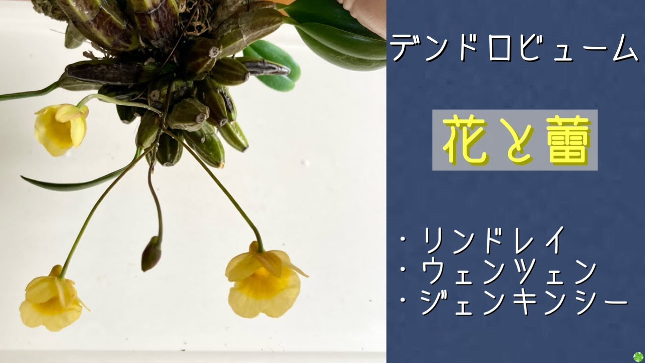 2026年4月5日　デンドロビューム　リンドレイ・ウェンツェン・ジェンキンシー　🌼花と蕾　育て方のリクエスト