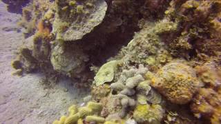Getaway Reef Jamaica