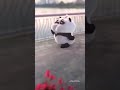 Cute Panda Couple Couplegoals Cutecouple Tanimarshathe Tanima