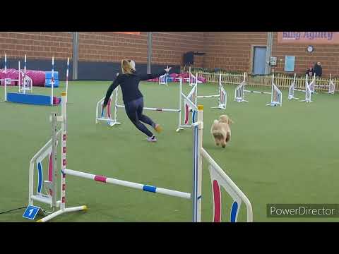 Ensley Decemberi Bing Agility Kupa 2022.12.17.