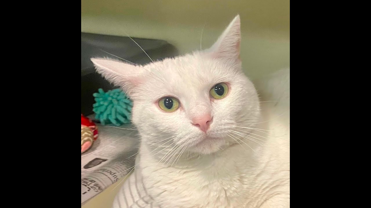 Enlarge Fiona, a Adoptable Domestic Short Hair in Kittanning, PA video 5/5