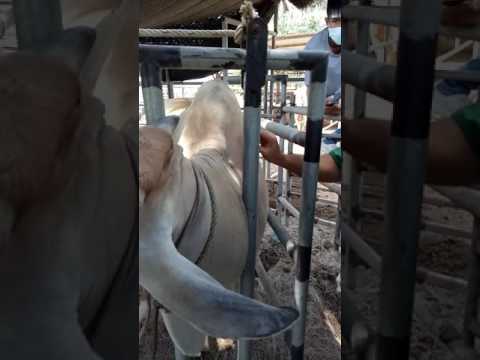 โรคสะเก็ดเงินของหนังศีรษะหรือหนังศีรษะ seborrhea รีสอร์ทโรคสะเก็ดเงิน