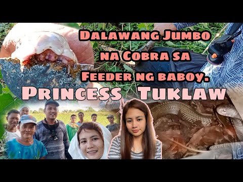 , title : 'Mga jumbo cobra sa feeder ng baboy huli kay Princess Tuklaw at ROD HARING TUKLAW'