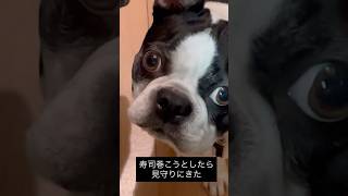 恵方巻き作ってたら見に来た犬 #ボストンテリア #節分