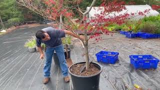 Brightwater Nursery How to prune a Japanese Maple Tree