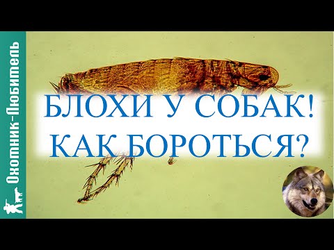 Блохи у собак!ЭФФЕКТИВНЫЙ способ борьбы