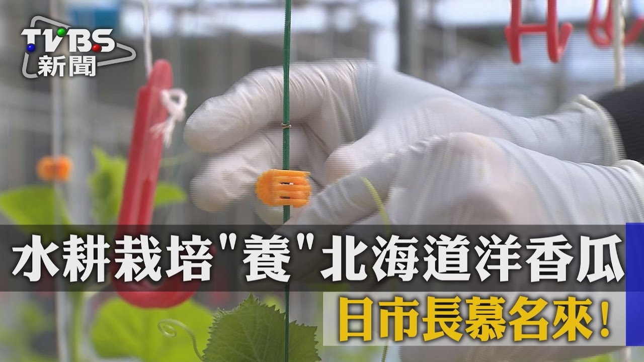水耕栽培養北海道洋香瓜　日市長慕名來！