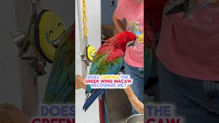Does Santina the Green Winged Macaw Still Recognize Me?