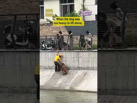 Chinese delivery guy saves stranded dog from drowning