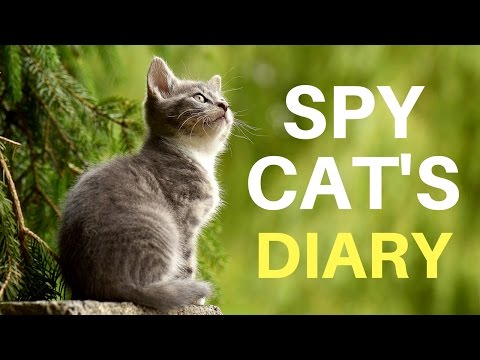 Diary of a Cat which thinks it is 'James Bond' of all Cats