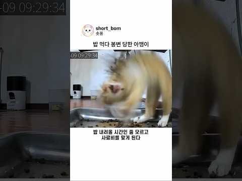 밥 먹다 봉변 당한 아기 고양이