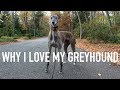THINGS I LOVE ABOUT MY GREYHOUND!