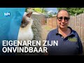 Dierenambulance draait op voor duizenden euro's aan dierenartskosten