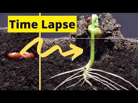 INCREDIBLE Bean Time Lapse #shorts