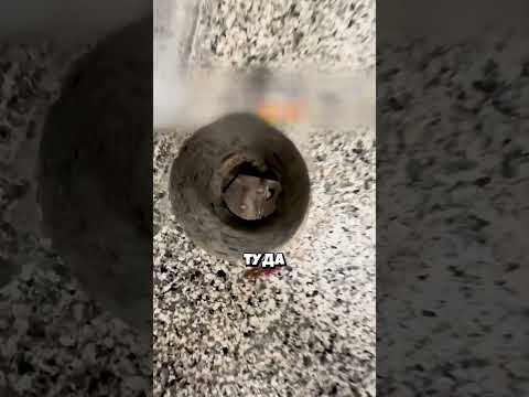 Что скрывала та самая дыра в столовой 🕳