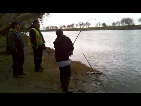 Sacramento River Sturgeon Fishing