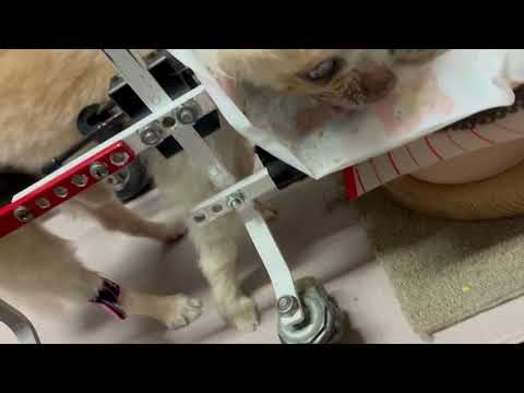 ちわわのお吟君　犬用車いすで食事中