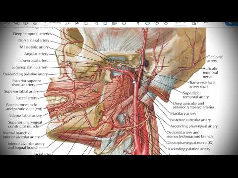 Анатомия с АВ. Общая и наружная сонные артерии (a. carotis communis et externa).