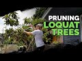 How to Prune a Loquat Tree + Fall 2018 Garden Plans 🌴