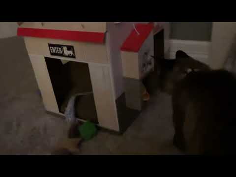 Darcy’s new cat house