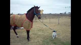 preview picture of video 'transitoel perro que barea caballos.MOV'