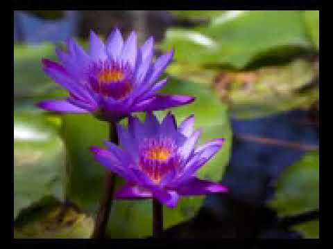 Nilupule nila denna mata - Krishantha Erandaka - නිලුපුලේ නිල දෙන්න මට