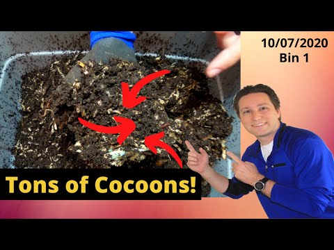 10 Gallon Worm Bin 1 Feeding 10/07/2020