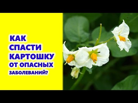 , title : 'Как спасти картошку от опасных заболеваний?'