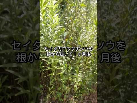 自家製の天然除草剤: 雑草との戦いに勝つための効果的なレシピの新しい部分  庭園