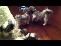 Shih Tzu Puppy N Parents