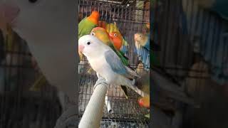 Download lagu ombyokan Lovebird paud dan dewasa, full kekean #lovebird #ombyokanlovebird #lovebirdpaud #shorts mp3 Download lagu ombyokan Lovebird paud dan dewasa, full kekean #lovebird #ombyokanlovebird #lovebirdpaud #shorts mp3