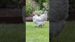 Miniature vidéo