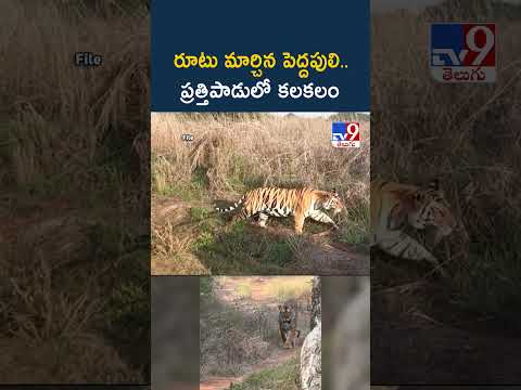 Andhra Pradesh | రూటు మార్చిన పెద్దపులి.. ప్రత్తిపాడులో కలకలం - TV9