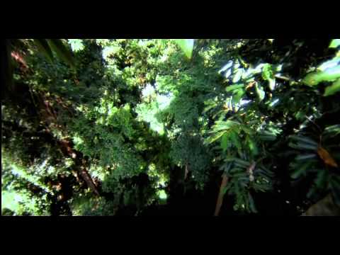 Ambra Honour and glory