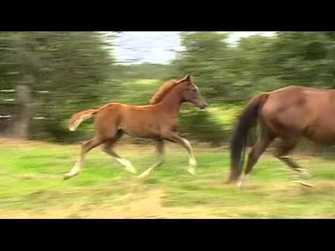 SOLD !!! *****  "Soraya" v. Scolari - Falsterbo