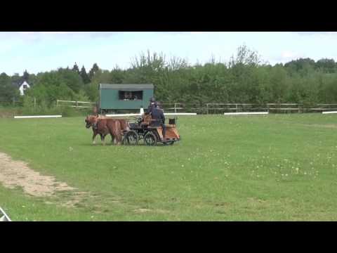 Fahrturnier Eicherscheid 2017