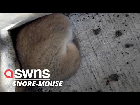 This tiny dormouse can be heard SNORING as it curls up for a snooze in a bird box | SWNS