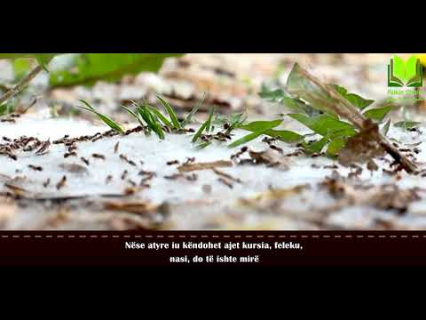 Milingonat në shtëpinë tënde, mund të jen exhin Sulejman Rruhejli Allahu e ruajtë