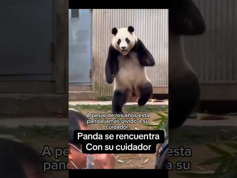 Esta PANDA reconoció a su cuidador después de AÑOS y todos LLORARON al verlos 😭🐼 #shortvideo