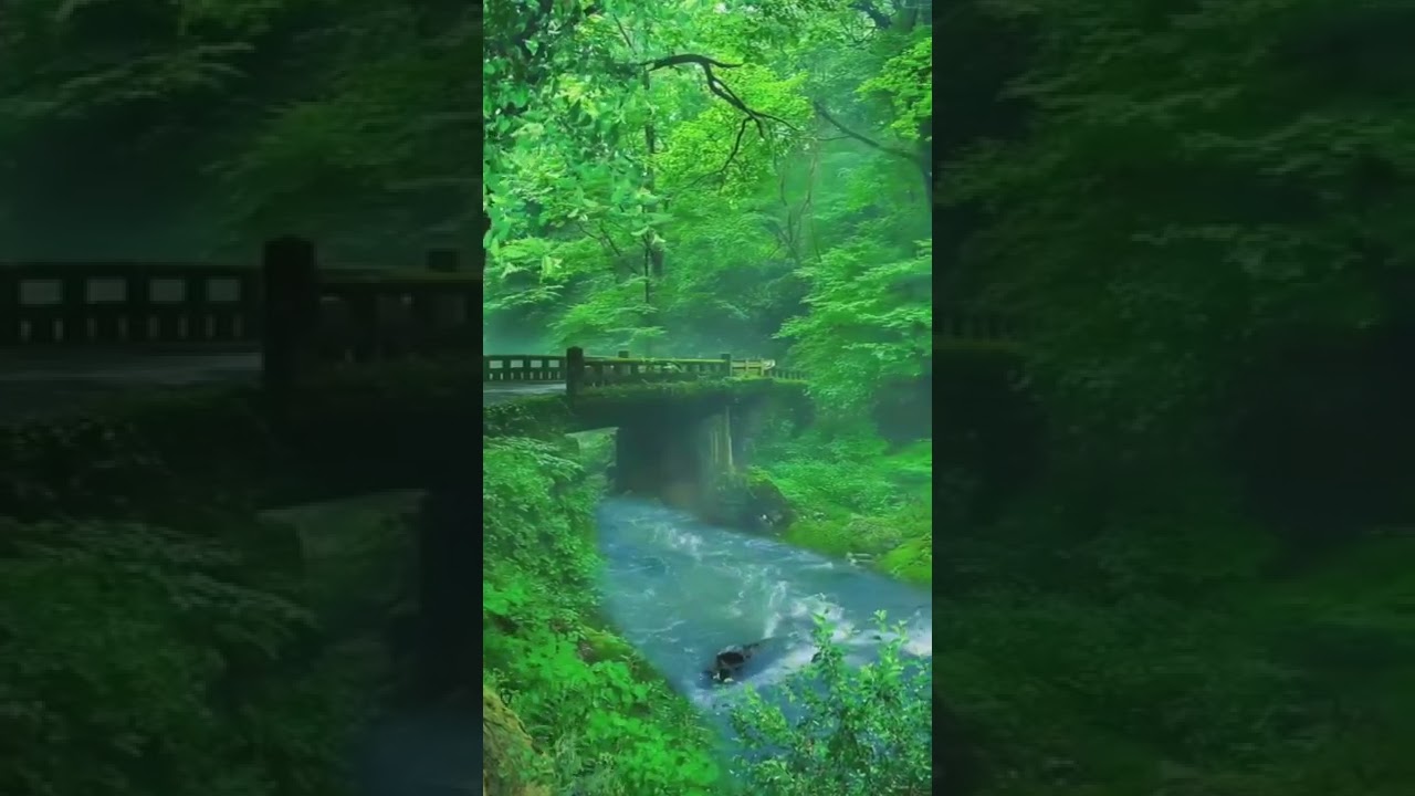 Beautiful Forest and bird sounds | Relaxing Piano Music | Mind, Body & Soul | Cozi