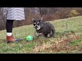 Miniature Schnauzer dogs for sale: Violet - Video 1