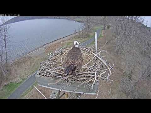 Orpheus w: fish and Ophelia defend nest from intruder above.  4/22
