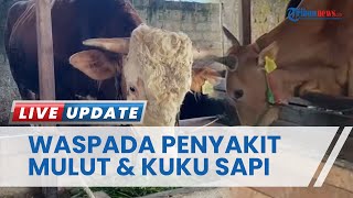 Jelang Idul Adha 2023, Penyakit Mulut dan Kuku Masih Hantui Hewan Kurban Sapi di Pangkalpinang