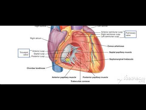 Right ventricle 2
