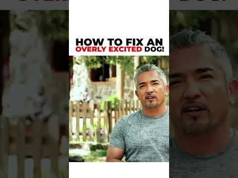 Junior and I meet an overly excited dog that shows aggressive behavior towards others!