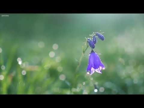 Música instrumental para meditar, orar e  realizar evangelho no lar.